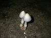 02112008Sav007.JPG